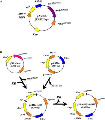 Successful Transfer of a Model T-DNA Plasmid to E. coli Revealed Its Dependence on Recipient RecA and the Preference of VirD2 Relaxase for Eukaryotes Rather Than Bacteria as Recipients